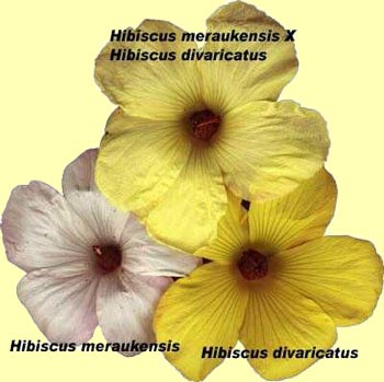 A hibiscus collage