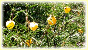 Hibiscus divaricatus x Hibiscus splendens